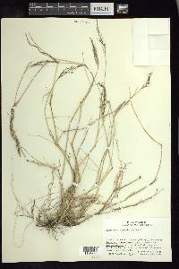 Muhlenbergia pauciflora image