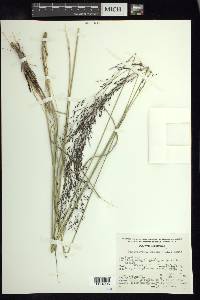 Muhlenbergia rigida image