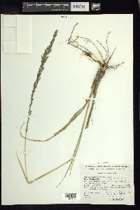 Muhlenbergia firma image