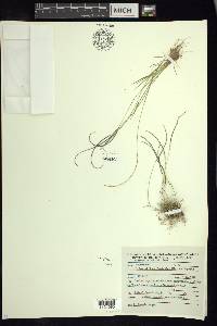 Microchloa kunthii image