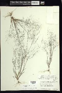 Muhlenbergia implicata image