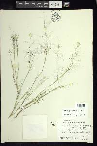 Muhlenbergia implicata image