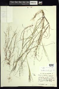 Muhlenbergia implicata image