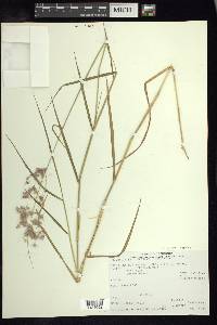 Melinis repens image