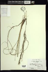 Muhlenbergia breviligula image