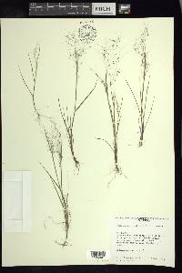 Muhlenbergia implicata image