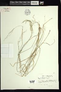 Muhlenbergia alamosae image