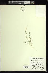 Muhlenbergia brandegeei image