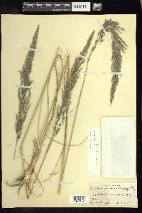 Muhlenbergia emersleyi image