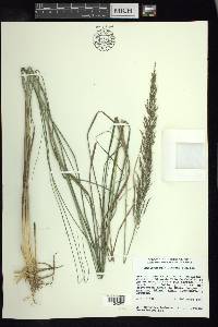 Muhlenbergia distans image