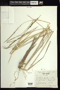 Muhlenbergia firma image