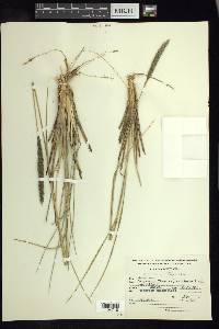Muhlenbergia nigra image