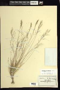 Muhlenbergia peruviana image