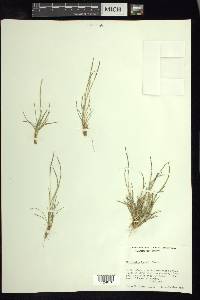 Microchloa kunthii image