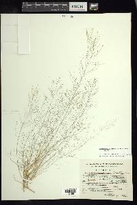 Muhlenbergia minutissima image