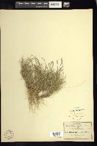 Muhlenbergia breviseta image