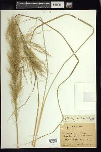 Muhlenbergia distichophylla image