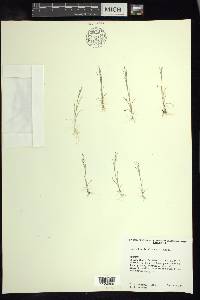 Muhlenbergia eludens image
