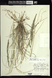 Muhlenbergia distans image