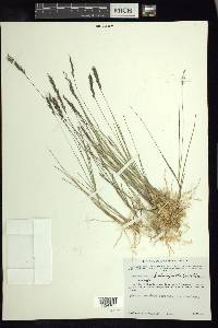 Muhlenbergia brevivaginata image