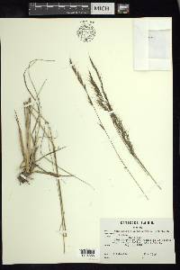 Muhlenbergia quadridentata image