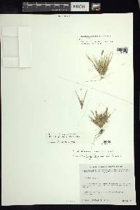 Muhlenbergia peruviana image