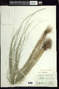 Muhlenbergia pauciflora image