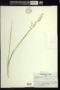 Melinis repens image