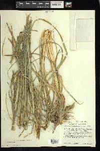 Muhlenbergia macrotis image