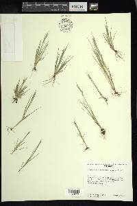 Muhlenbergia peruviana image