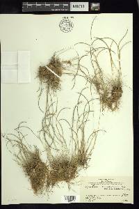 Microchloa kunthii image