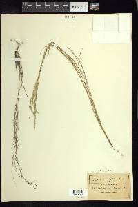 Muhlenbergia pringlei image