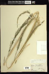 Muhlenbergia distans image