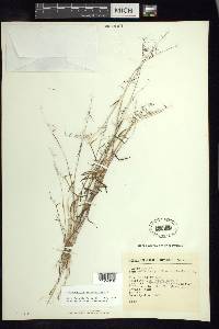 Muhlenbergia diversiglumis image