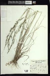 Muhlenbergia montana image