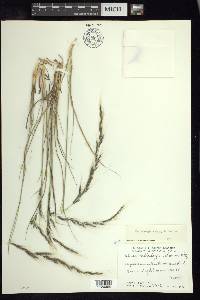 Muhlenbergia eriophylla image