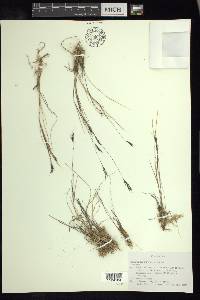 Muhlenbergia brevivaginata image