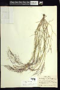 Muhlenbergia implicata image