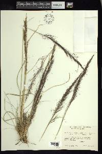 Muhlenbergia rigida image