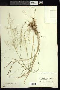 Muhlenbergia emersleyi image