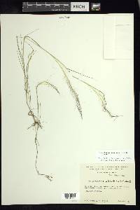 Muhlenbergia implicata image