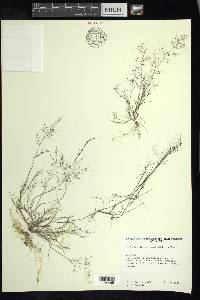 Muhlenbergia implicata image