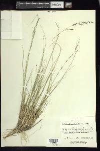 Muhlenbergia quadridentata image