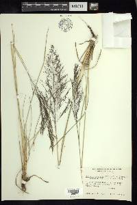 Muhlenbergia rigida image