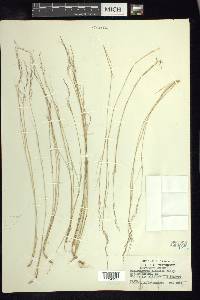 Muhlenbergia alamosae image