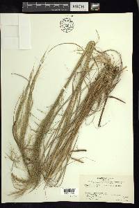 Muhlenbergia breviligula image