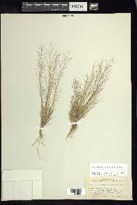 Muhlenbergia minutissima image