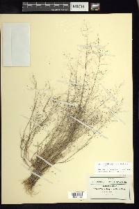 Muhlenbergia implicata image