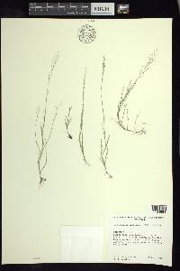 Muhlenbergia ramulosa image