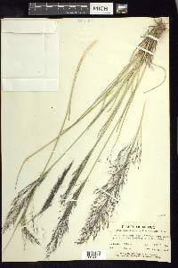 Muhlenbergia capillaris image